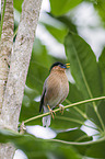 Brahminy Myna