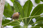 Brahminy Myna