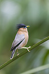 Brahminy starling