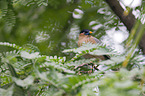 Brahminy starling