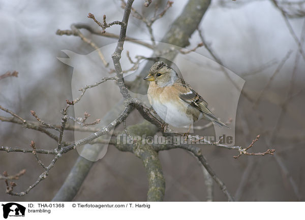 brambling / THA-01368