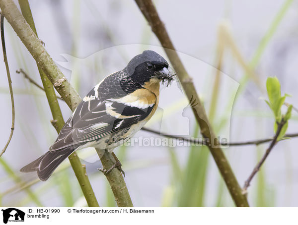 brambling / HB-01990