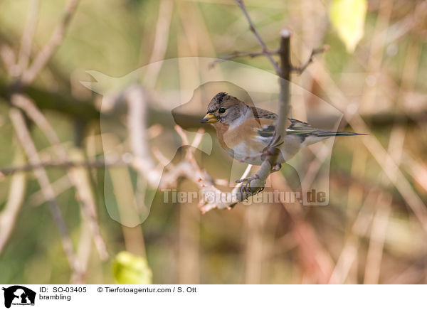 brambling / SO-03405