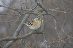 brambling