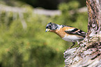 sitting Brambling