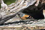 sitting Brambling