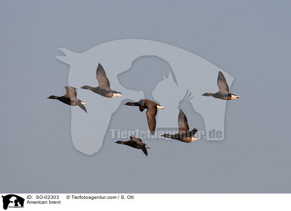 American brent / SO-02303