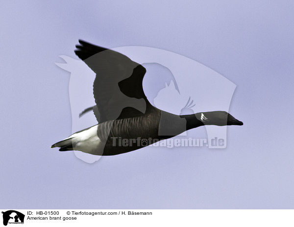 Ringelgans / American brant goose / HB-01500