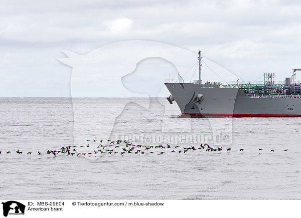 American brant / MBS-09604