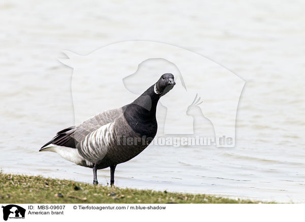 American brant / MBS-09607