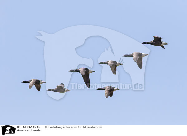 American brents / MBS-14215