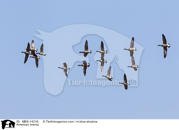 American brents / MBS-14216