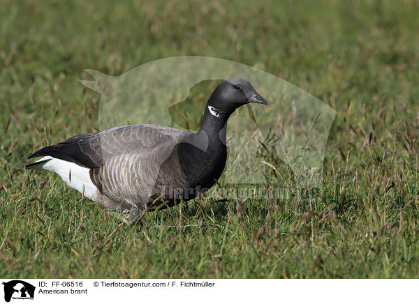 American brant / FF-06516