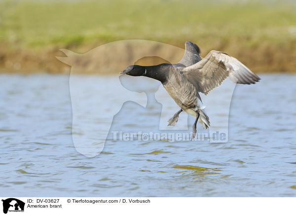 Ringelgans / American brant / DV-03627