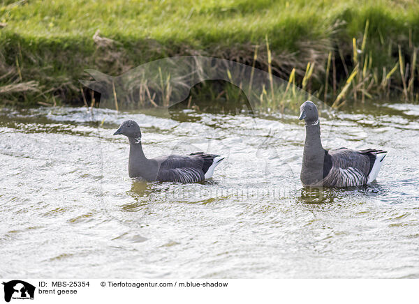 brent geese / MBS-25354