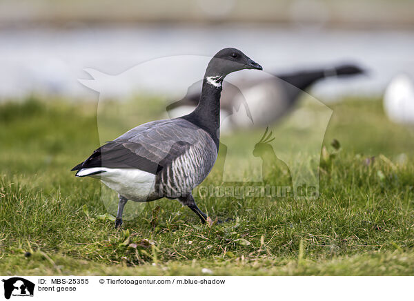 Ringelgnse / brent geese / MBS-25355