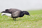 American brant