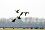 American brant