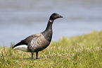 American brant