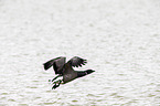 American brant