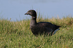 American brant