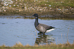 American brant