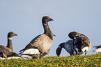 brent geese