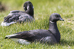 brent geese