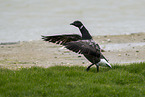 American brant