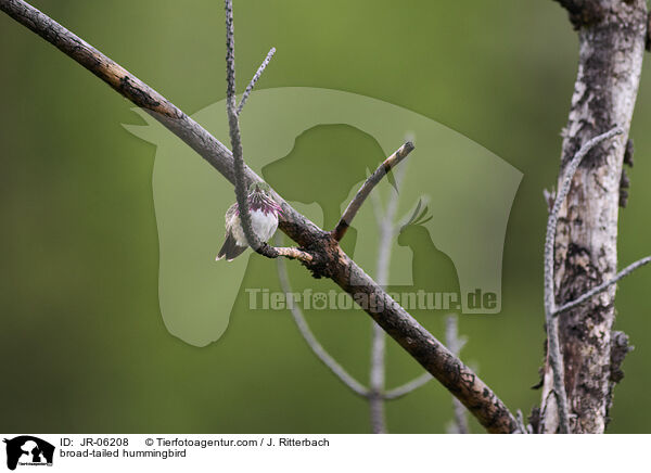 Breitschwanzelfe / broad-tailed hummingbird / JR-06208