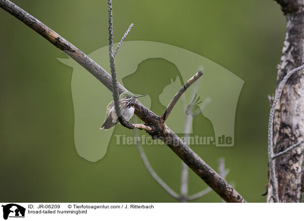 broad-tailed hummingbird / JR-06209