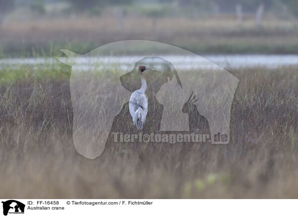 Australian crane / FF-16458