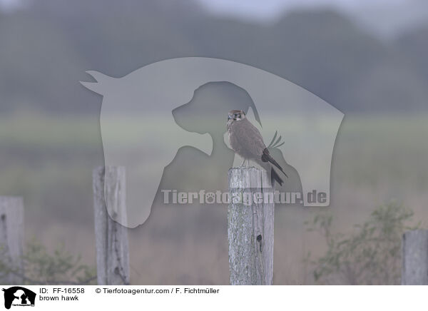 brown hawk / FF-16558