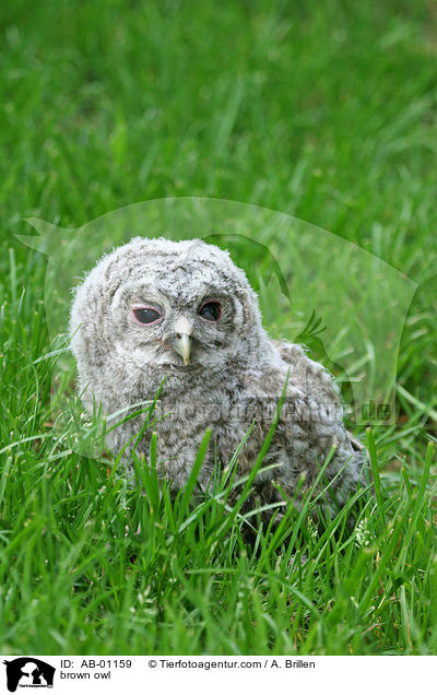 Waldkauz / brown owl / AB-01159
