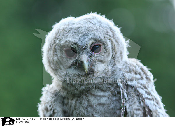 brown owl / AB-01160