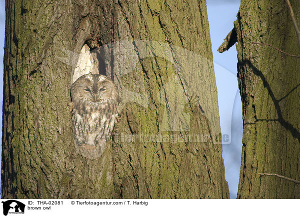 Waldkauz / brown owl / THA-02081