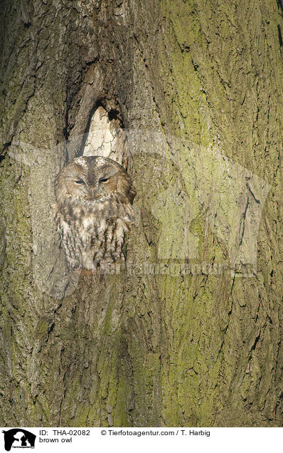 Waldkauz / brown owl / THA-02082