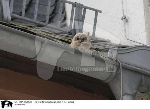 Waldkauz / brown owl / THA-02083