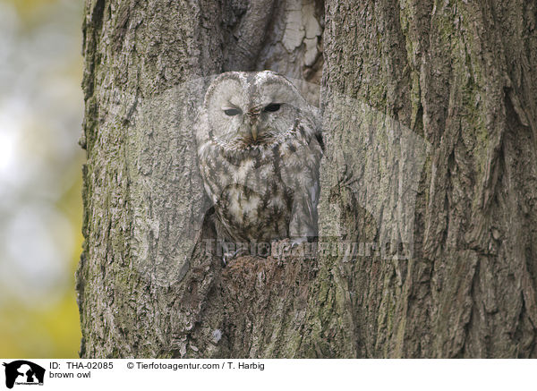 Waldkauz / brown owl / THA-02085