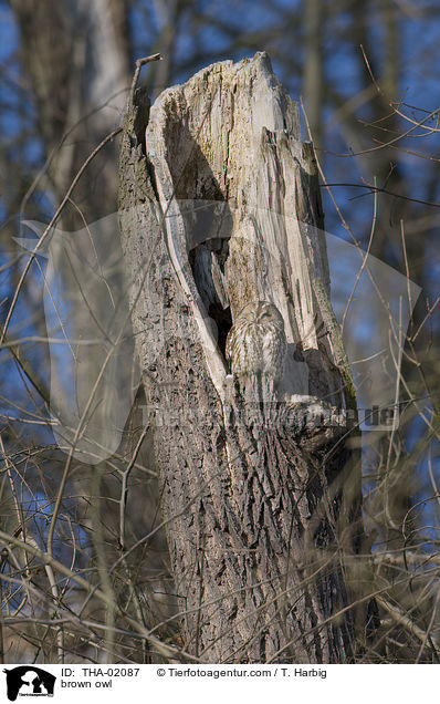 Waldkauz / brown owl / THA-02087