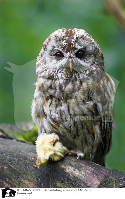 brown owl / MAZ-02331