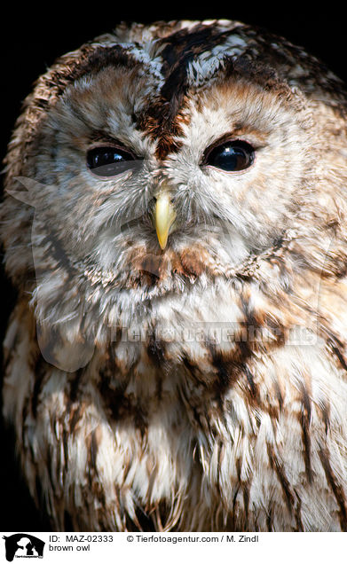 Waldkauz / brown owl / MAZ-02333