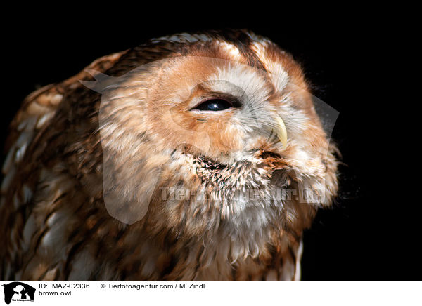 Waldkauz / brown owl / MAZ-02336