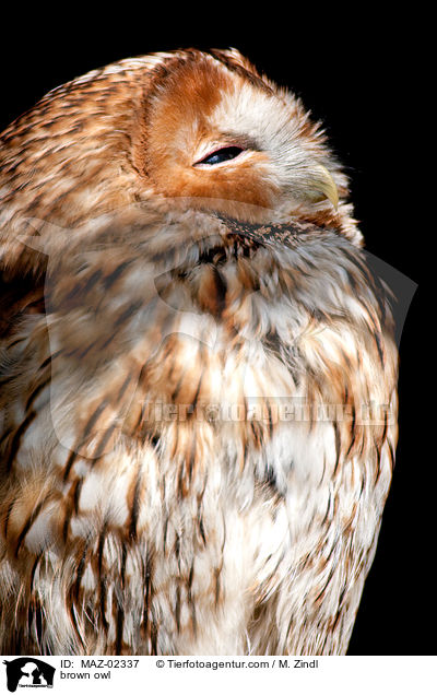 brown owl / MAZ-02337