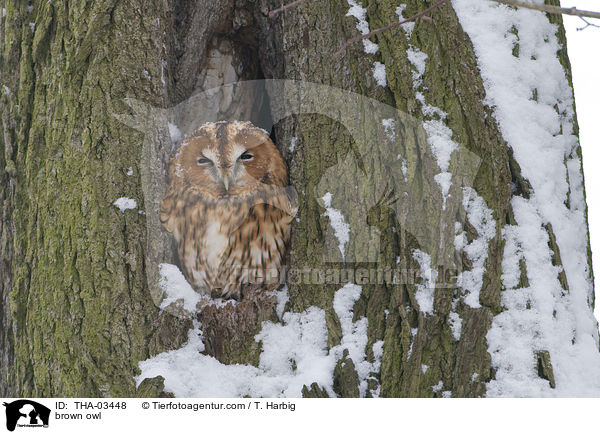 brown owl / THA-03448