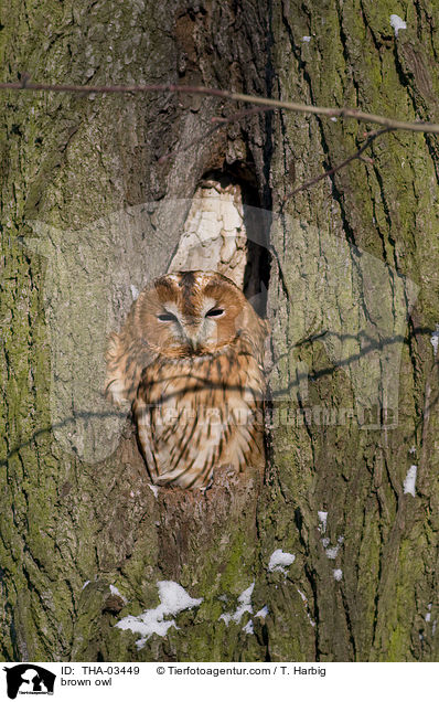 Waldkauz / brown owl / THA-03449