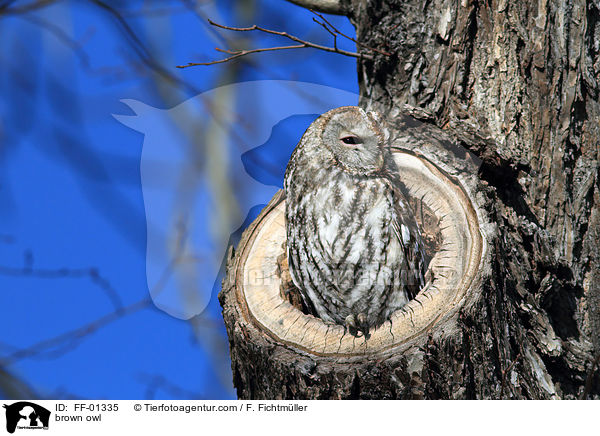 Waldkauz / brown owl / FF-01335
