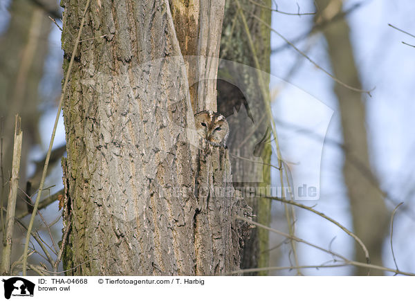 Waldkauz / brown owl / THA-04668