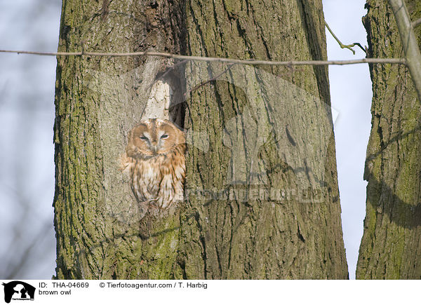 Waldkauz / brown owl / THA-04669