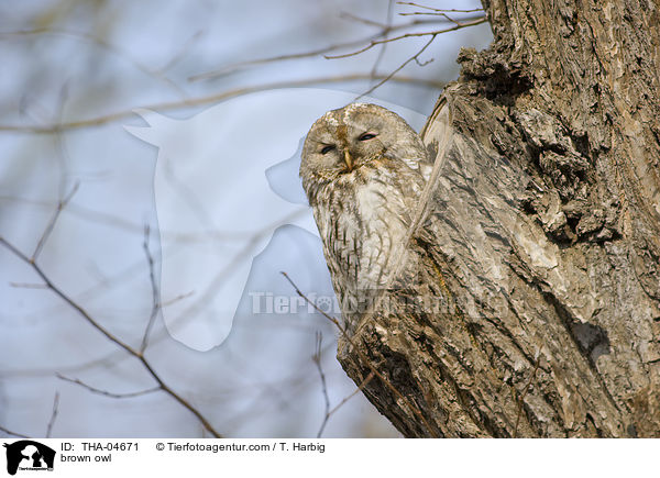 Waldkauz / brown owl / THA-04671